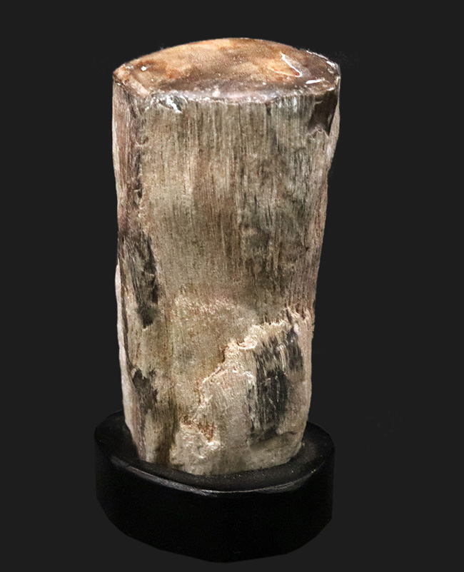 産地不明ゆえサービスプライスにてご提供！断面がポリッシュされている、生々しい珪化木（Petrified wood）化石（その1）