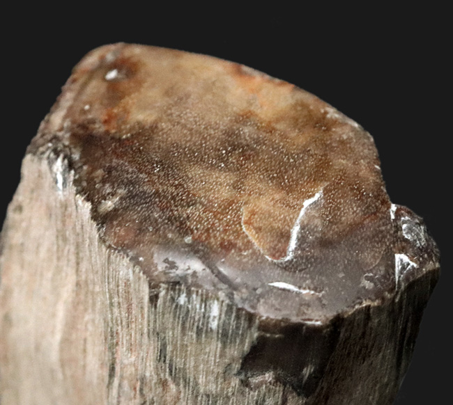 産地不明ゆえサービスプライスにてご提供！断面がポリッシュされている、生々しい珪化木（Petrified wood）化石（その2）