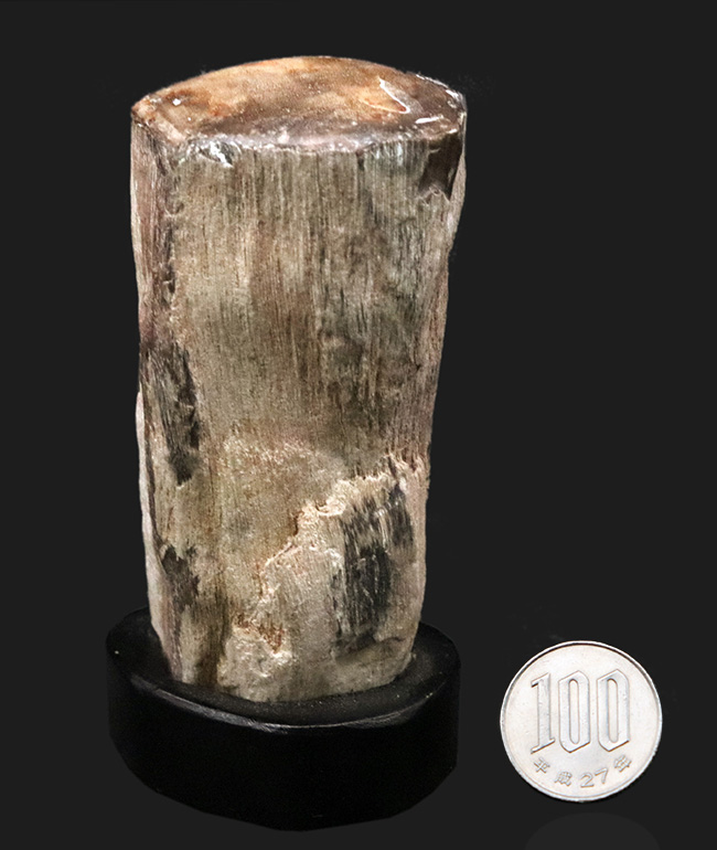 産地不明ゆえサービスプライスにてご提供！断面がポリッシュされている、生々しい珪化木（Petrified wood）化石（その7）