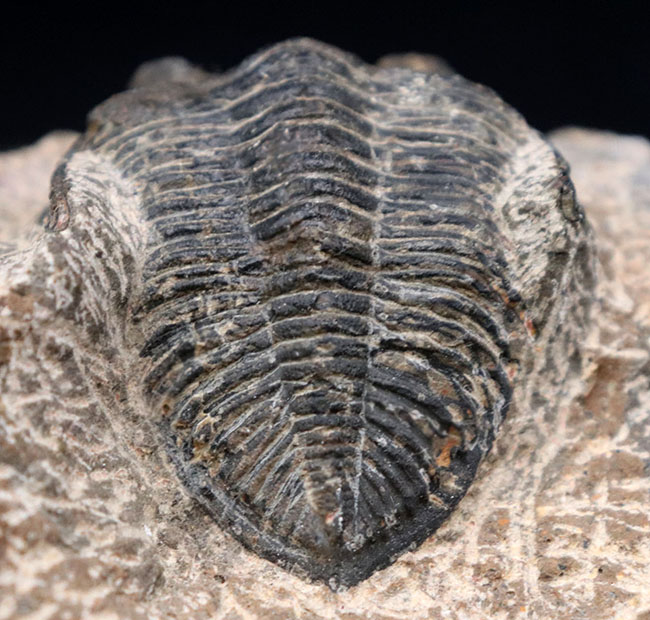 モロッコ産の人気三葉虫、ズリコバスピス（Zlichovaspis）の化石（その5）