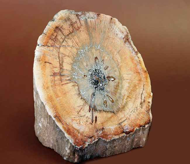 ベヴェルカット！２面ポリッシュされており、展示方法が２way楽しめます。三畳紀の珪化木（ケイカボク）化石（その17）