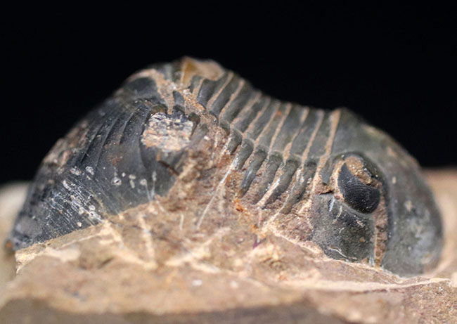 扇状の尾板で知られるモロッコ産の三葉虫、パラレジュルス（Paralejurus）（その2）