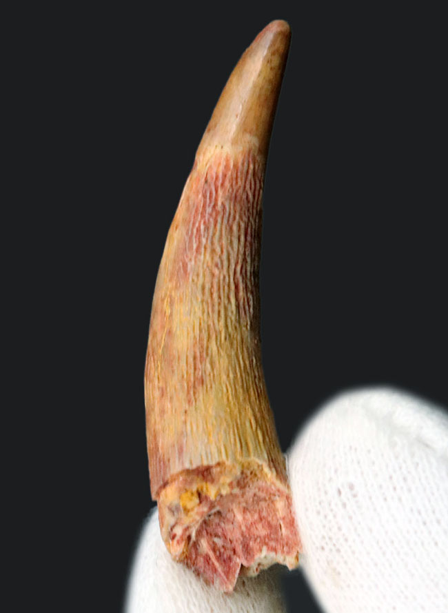 芸術的な曲線、美しいエナメル質、類を見ないサイズを兼ね備えた、シロッコプテリクス（Siroccopteryx moroccensis）のコレクショングレードの歯化石（その1）