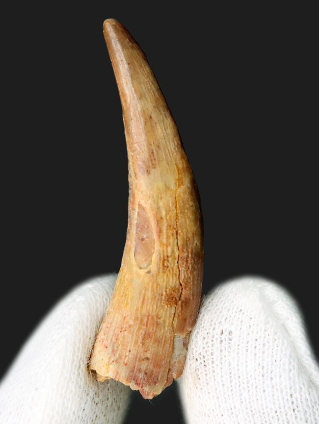 芸術的な曲線、美しいエナメル質、類を見ないサイズを兼ね備えた、シロッコプテリクス（Siroccopteryx moroccensis）のコレクショングレードの歯化石（その2）