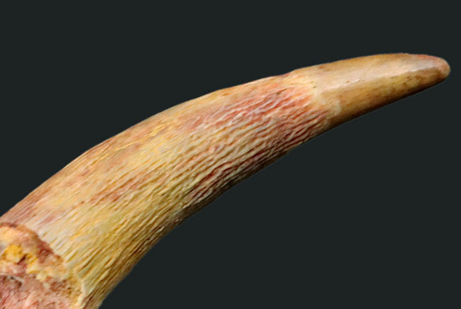 芸術的な曲線、美しいエナメル質、類を見ないサイズを兼ね備えた、シロッコプテリクス（Siroccopteryx moroccensis）のコレクショングレードの歯化石（その5）