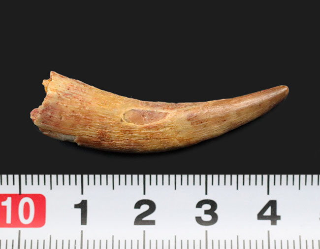 芸術的な曲線、美しいエナメル質、類を見ないサイズを兼ね備えた、シロッコプテリクス（Siroccopteryx moroccensis）のコレクショングレードの歯化石（その7）