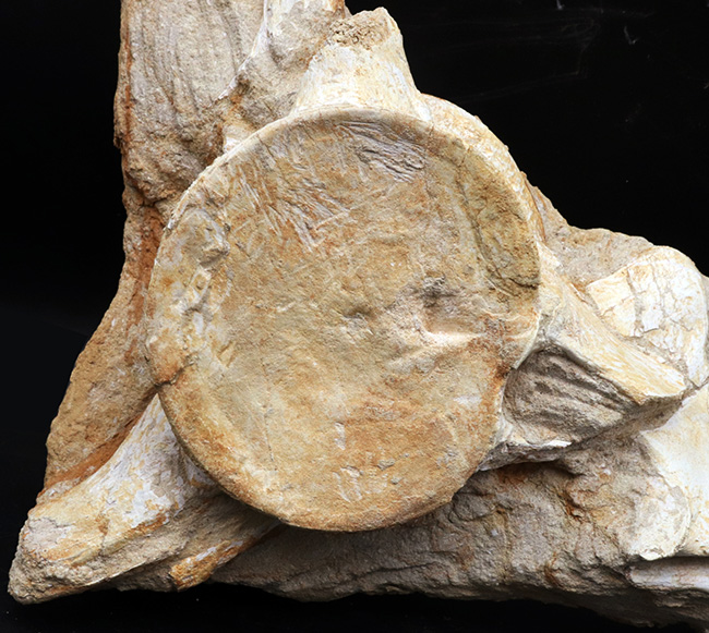 ４０センチオーバー、３４０５グラム！海のティラノサウルスこと、白亜紀後期の頂点捕食者、モササウルス（Mosasaurus）の脊椎骨の化石（その4）