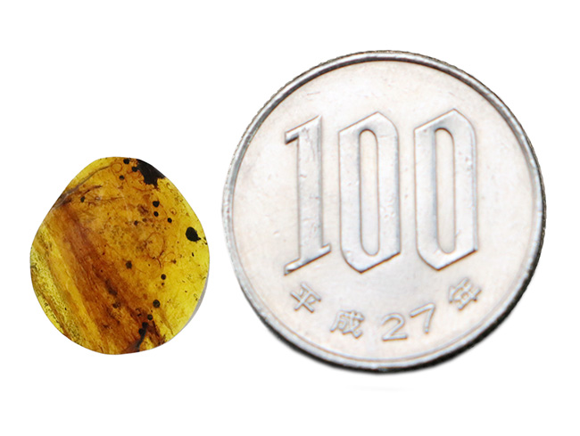 羽毛を抱いた、わずか13ミリの琥珀。そこには、約1億年の時を超えたロマンが宿る。白亜紀、恐竜たちの時代に生まれた琥珀……バーマイト(Burmite)(その10)