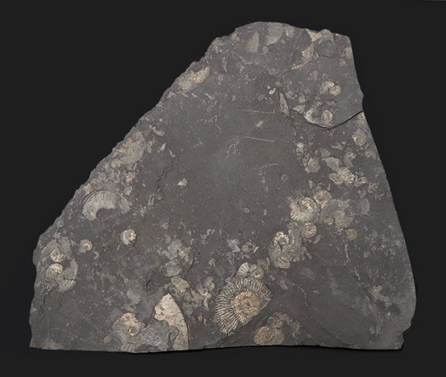 人気の黒ジュラ！２０センチを超える大判サイズ！ドイツ・ホルツマーデン産のダクチリオセラス（Dactylioceras）の群集化石（その2）