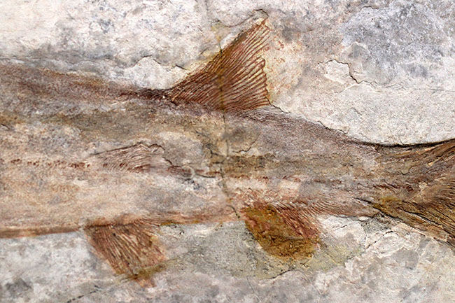 数十年もの間、大切にされてきた極めて希少なオールドコレクション。中国遼寧省産の白亜紀の魚類、ヘラチョウザメの化石（その4）