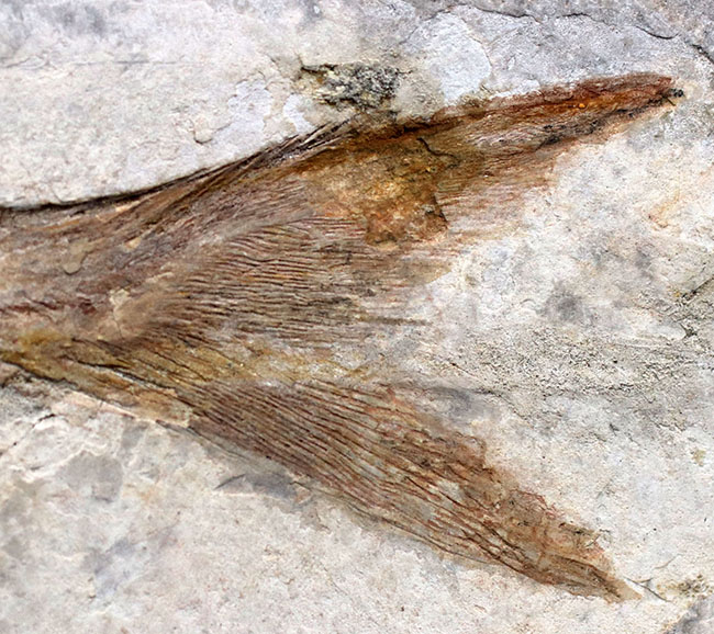 数十年もの間、大切にされてきた極めて希少なオールドコレクション。中国遼寧省産の白亜紀の魚類、ヘラチョウザメの化石（その6）