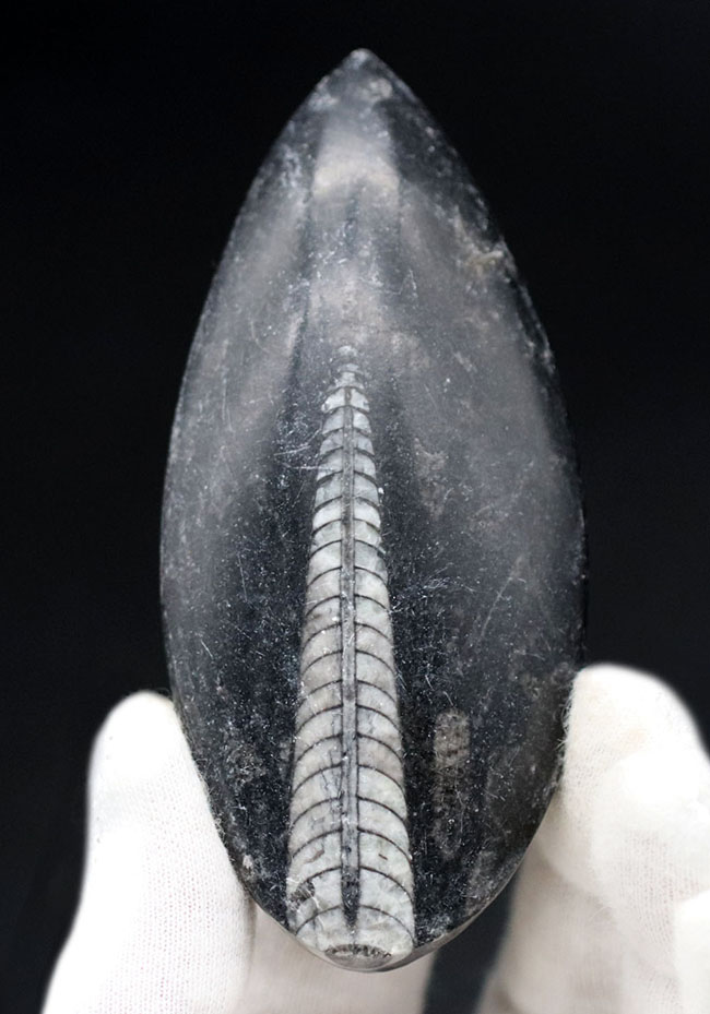 縫合線くっきり！和名は直角貝。古生代の頭足類、オルソセラス（Orthoceras）の化石（その1）