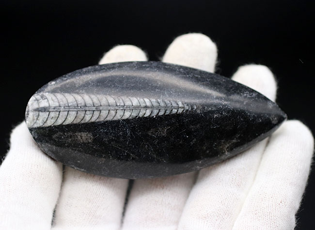 縫合線くっきり！和名は直角貝。古生代の頭足類、オルソセラス（Orthoceras）の化石（その3）