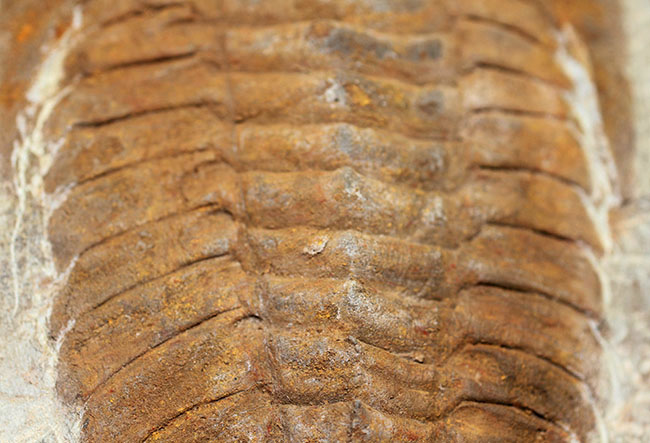 レドリキア目ホルミア科を代表する三葉虫アンダルシアナのネガ＆ポジ標本（その5）