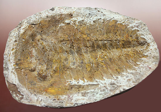 レドリキア目ホルミア科を代表する三葉虫アンダルシアナのネガ＆ポジ標本（その9）