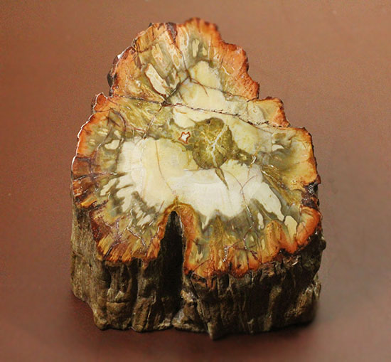 木生シダならではのある特徴を備えた美しい珪化木（ケイカボク）（その1）