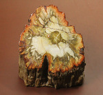 木生シダならではのある特徴を備えた美しい珪化木（ケイカボク）