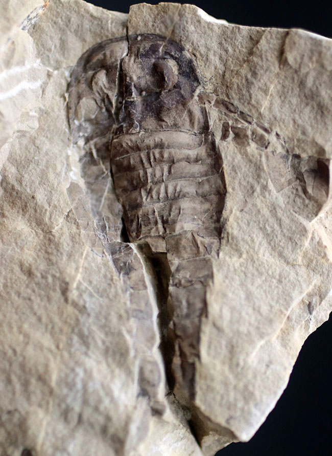 珍しいウクライナ産、細かなディティールが保存された上質個体、およそ４億２千万年前のウミサソリ、ユーリプテルス（Eurypterus tetragonophthalmus）（その1）