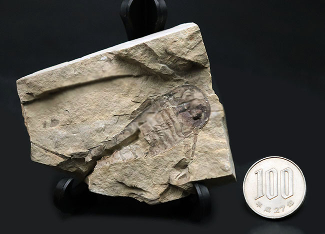 珍しいウクライナ産、細かなディティールが保存された上質個体、およそ４億２千万年前のウミサソリ、ユーリプテルス（Eurypterus tetragonophthalmus）（その10）