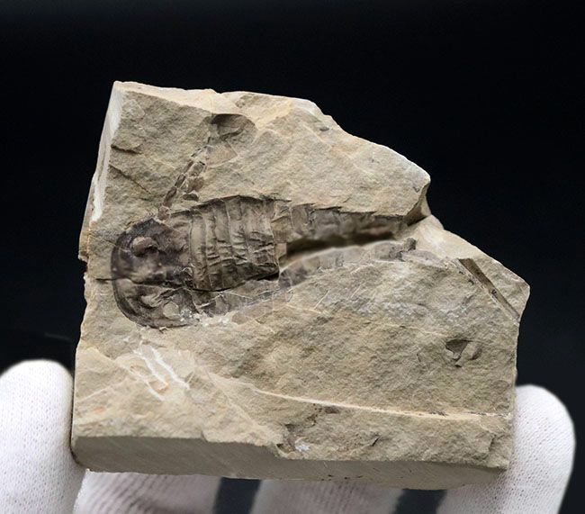 珍しいウクライナ産、細かなディティールが保存された上質個体、およそ４億２千万年前のウミサソリ、ユーリプテルス（Eurypterus tetragonophthalmus）（その2）