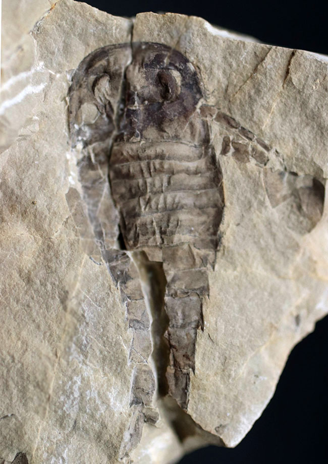 珍しいウクライナ産、細かなディティールが保存された上質個体、およそ４億２千万年前のウミサソリ、ユーリプテルス（Eurypterus tetragonophthalmus）（その4）