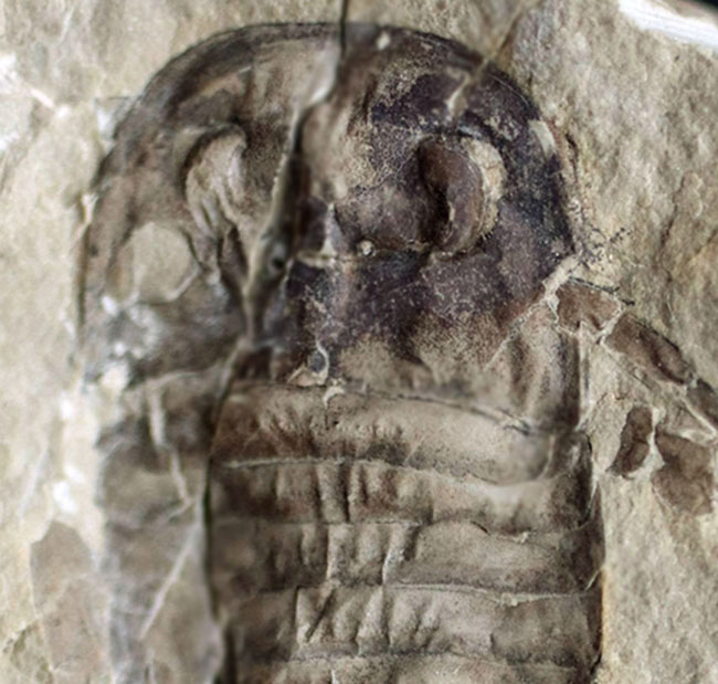 珍しいウクライナ産、細かなディティールが保存された上質個体、およそ４億２千万年前のウミサソリ、ユーリプテルス（Eurypterus tetragonophthalmus）（その5）