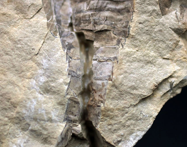 珍しいウクライナ産、細かなディティールが保存された上質個体、およそ４億２千万年前のウミサソリ、ユーリプテルス（Eurypterus tetragonophthalmus）（その6）