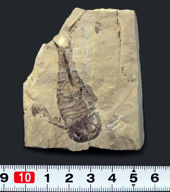 珍しいウクライナ産、細かなディティールが保存された上質個体、およそ４億２千万年前のウミサソリ、ユーリプテルス（Eurypterus tetragonophthalmus）（その9）