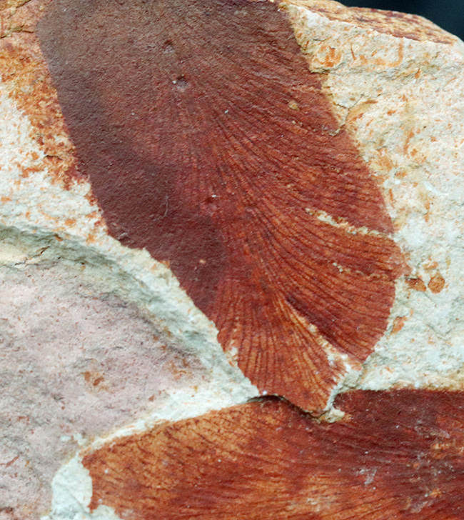 ゴンドワナ大陸特有種の一つ、大陸移動説の証拠！２枚の葉が保存されたグロッソプテリス（Glossopteris brawnia）の葉の化石（その2）