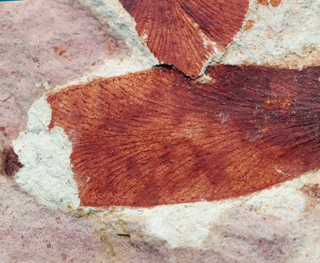 ゴンドワナ大陸特有種の一つ、大陸移動説の証拠！２枚の葉が保存されたグロッソプテリス（Glossopteris brawnia）の葉の化石（その4）