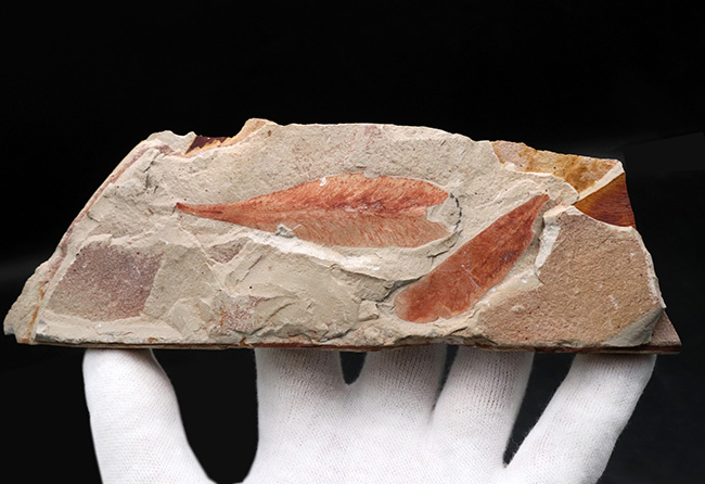 ゴンドワナ大陸が存在した証左の一つとされる、古生代ペルム紀の裸子植物の葉化石、グロッソプテリス（Glossopteris）（その4）
