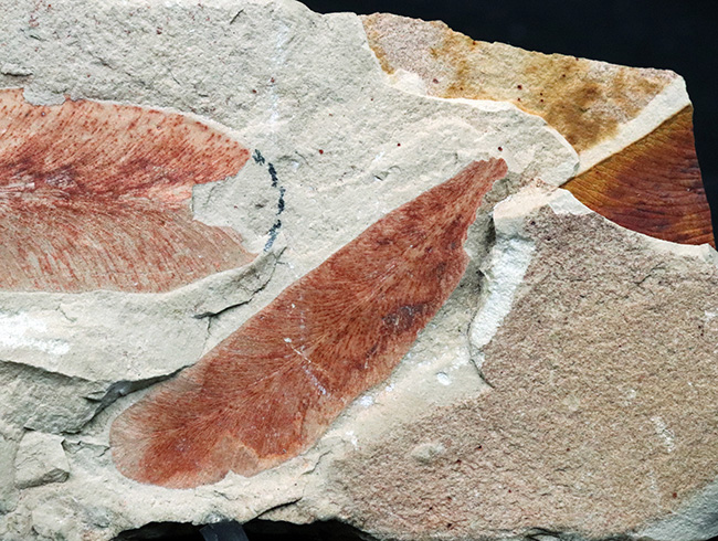 ゴンドワナ大陸が存在した証左の一つとされる、古生代ペルム紀の裸子植物の葉化石、グロッソプテリス（Glossopteris）（その5）