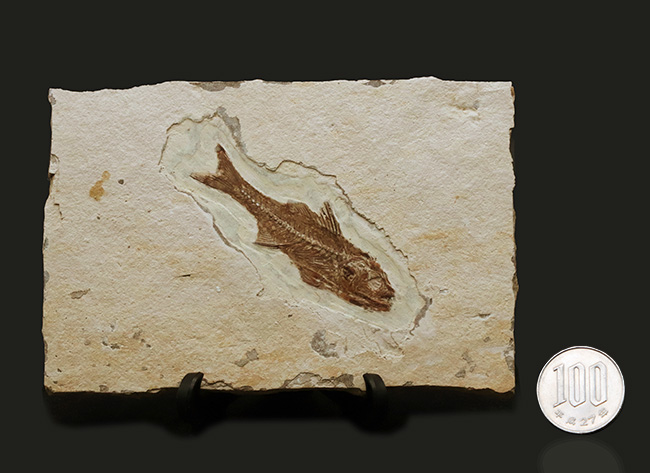 絵画のような味わい！フランス・プロヴァンス地方で採集された美しき古代魚、ダパリス・マクルルス（Dapalis Macrurus）の化石（その12）