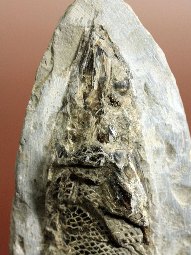 鱗の保存状態にご注目！白亜紀の絶滅古代魚ラコレピスの全身化石。（その2）