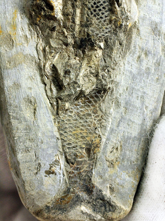 鱗の保存状態にご注目！白亜紀の絶滅古代魚ラコレピスの全身化石。（その4）