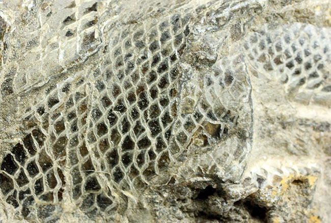 鱗の保存状態にご注目！白亜紀の絶滅古代魚ラコレピスの全身化石。（その6）