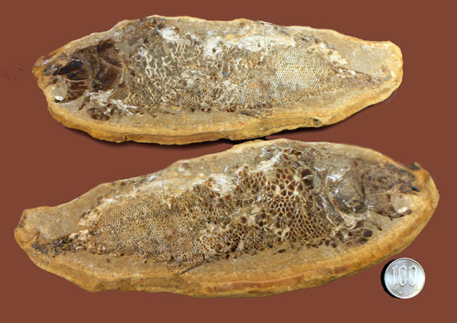 タッリアス属と思しき、およそ１億年以上前の古代魚のノジュール化石（ネガ・ポジ両サイドあり）（その16）