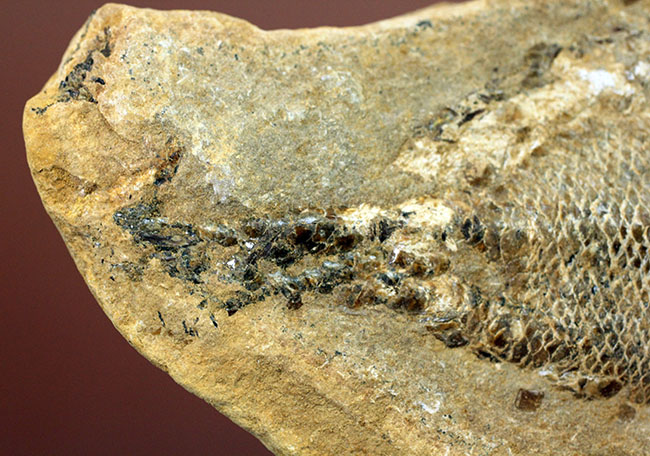 タッリアス属と思しき、およそ１億年以上前の古代魚のノジュール化石（ネガ・ポジ両サイドあり）（その8）
