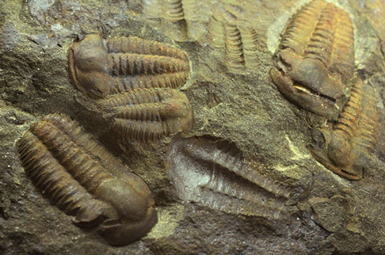 古生代カンブリア紀のチェコ産三葉虫、エリプソセファルス（Ellipsocephalus hoffi）。ネガポジ合わせて１０体以上。（その3）