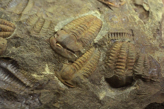 古生代カンブリア紀のチェコ産三葉虫、エリプソセファルス（Ellipsocephalus hoffi）。ネガポジ合わせて１０体以上。（その4）