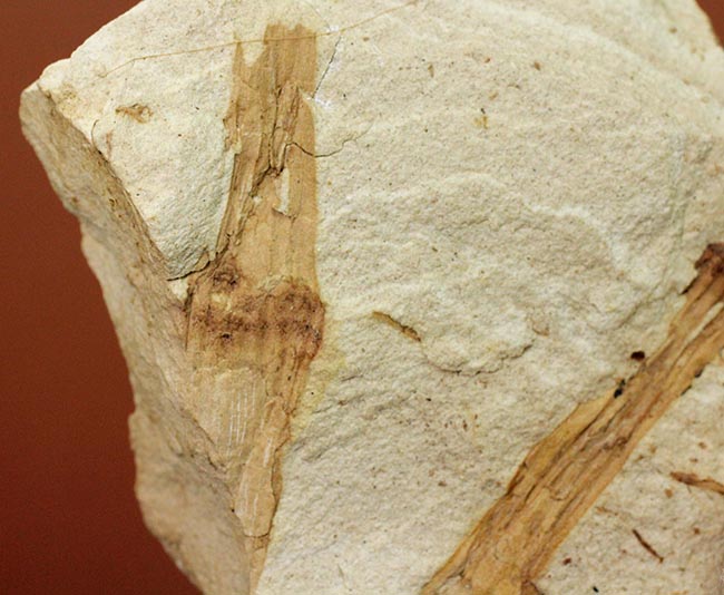 節を持った特徴的な茎が保存された兵庫県産のトクサの化石（その2）