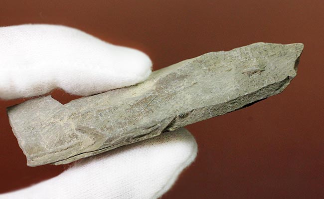 節を持った特徴的な茎が保存された兵庫県産のトクサの化石（その9）
