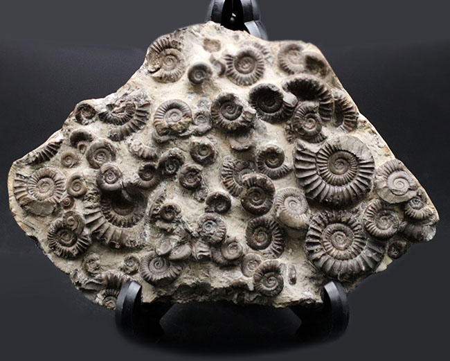 中生代ジュラ紀前期の示準化石、アルニオセラス（Arnioceras）を７５体以上含む驚異のマルチ化石（その1）