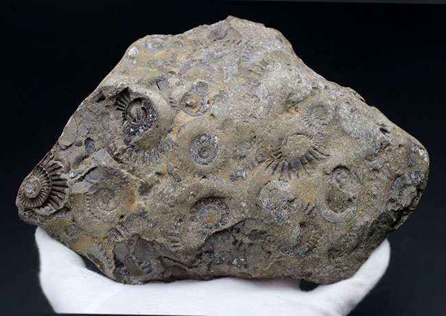 中生代ジュラ紀前期の示準化石、アルニオセラス（Arnioceras）を７５体以上含む驚異のマルチ化石（その5）