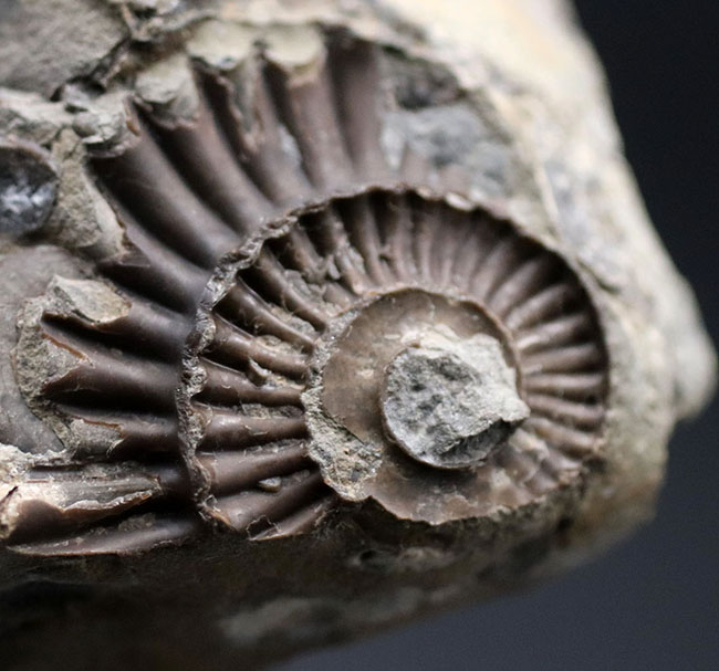 中生代ジュラ紀前期の示準化石、アルニオセラス（Arnioceras）を７５体以上含む驚異のマルチ化石（その6）
