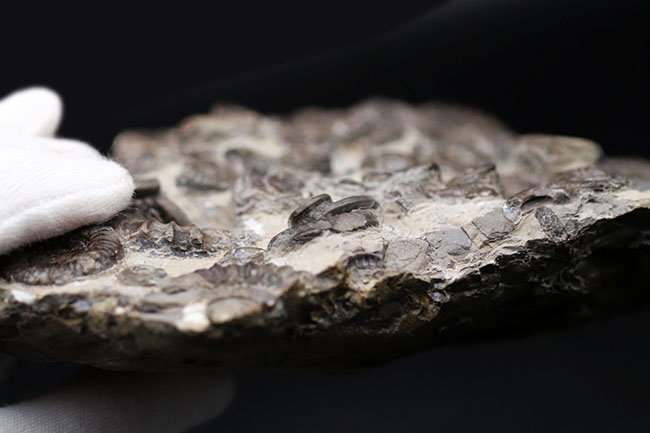 中生代ジュラ紀前期の示準化石、アルニオセラス（Arnioceras）を７５体以上含む驚異のマルチ化石（その7）