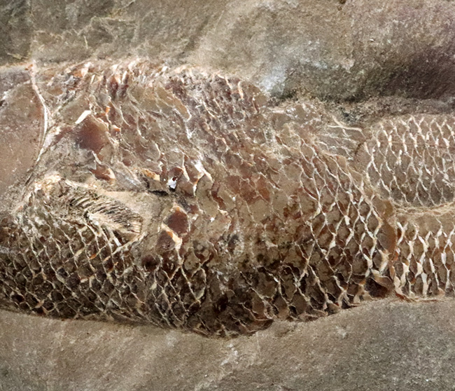 鱗に保存状態に驚愕！ネガポジ揃ってます！恐竜時代の絶滅古代魚、ラコレピス（Rhacolepis）の化石（その4）