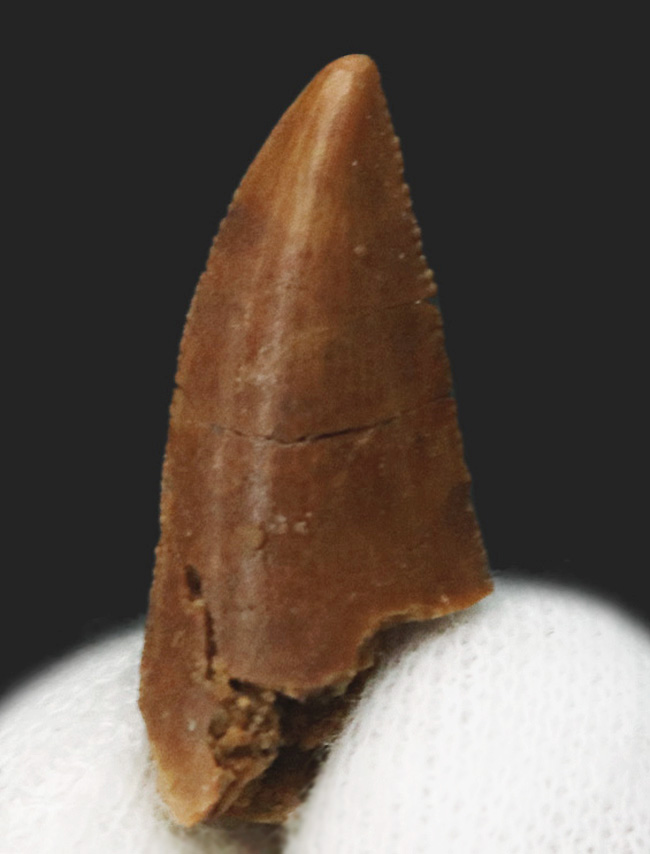 なめらかな光沢が保存された美歯！モロッコ産の小型獣脚類、ラプトル（Raptor）の良質歯化石（その1）