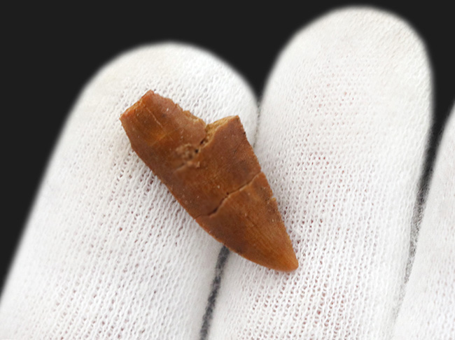 なめらかな光沢が保存された美歯！モロッコ産の小型獣脚類、ラプトル（Raptor）の良質歯化石（その3）