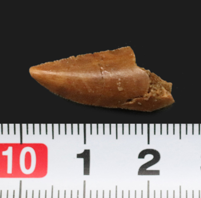 なめらかな光沢が保存された美歯！モロッコ産の小型獣脚類、ラプトル（Raptor）の良質歯化石（その5）